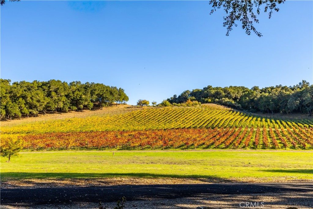 1545 Willow Creek Road Paso Robles, CA 93446 - Photo 7 of 52 Sunlit vineyard views enjoyed directly from the front of the home, creating a beautiful connection to the surrounding landscape.