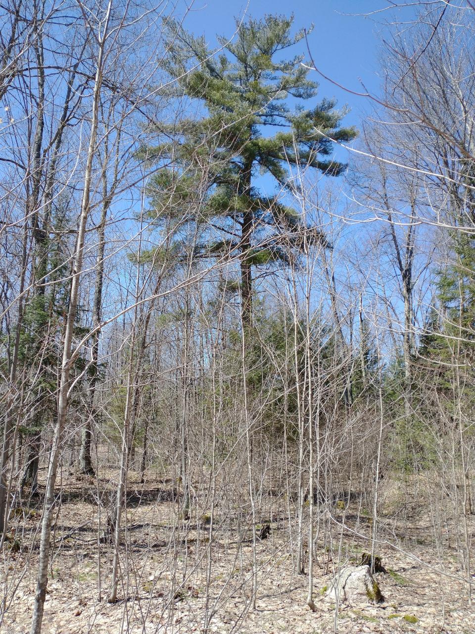 On On Thunder Stick Road, Unit 138 ACRES Glidden, WI 54527 - Photo 17 of 22 Gallery Image 17