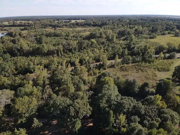 a view of a forest with a street