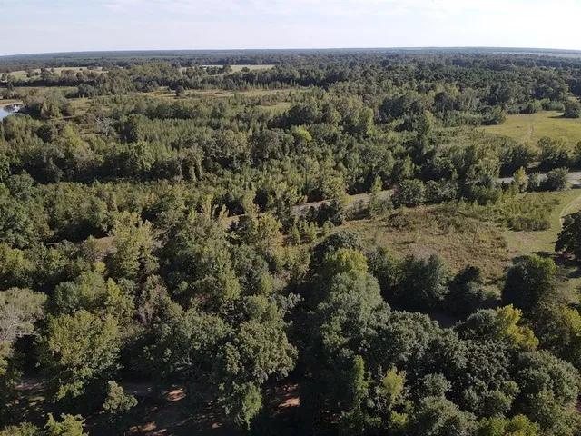 a view of a forest with a street