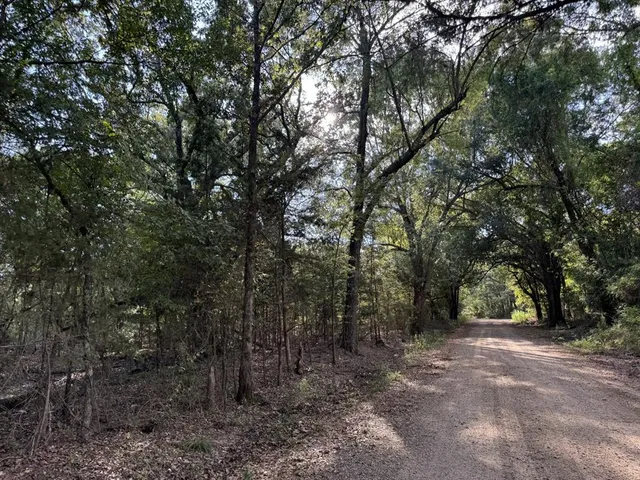 a view of a forest with trees in the background
