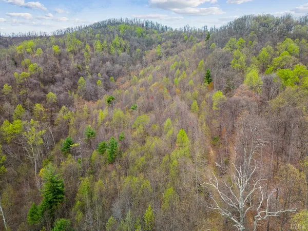 a view of a bunch of trees and bushes
