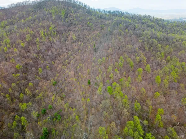 a view of a forest with trees in the background