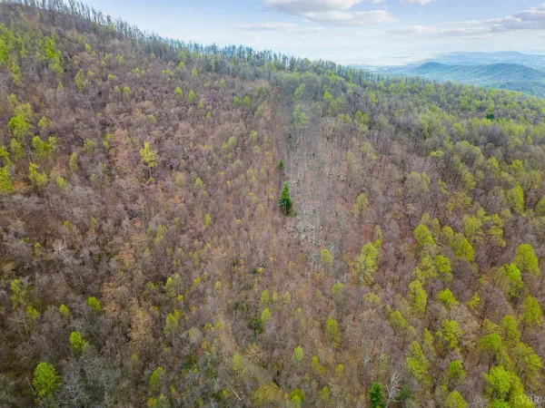 a view of a forest with trees in the background