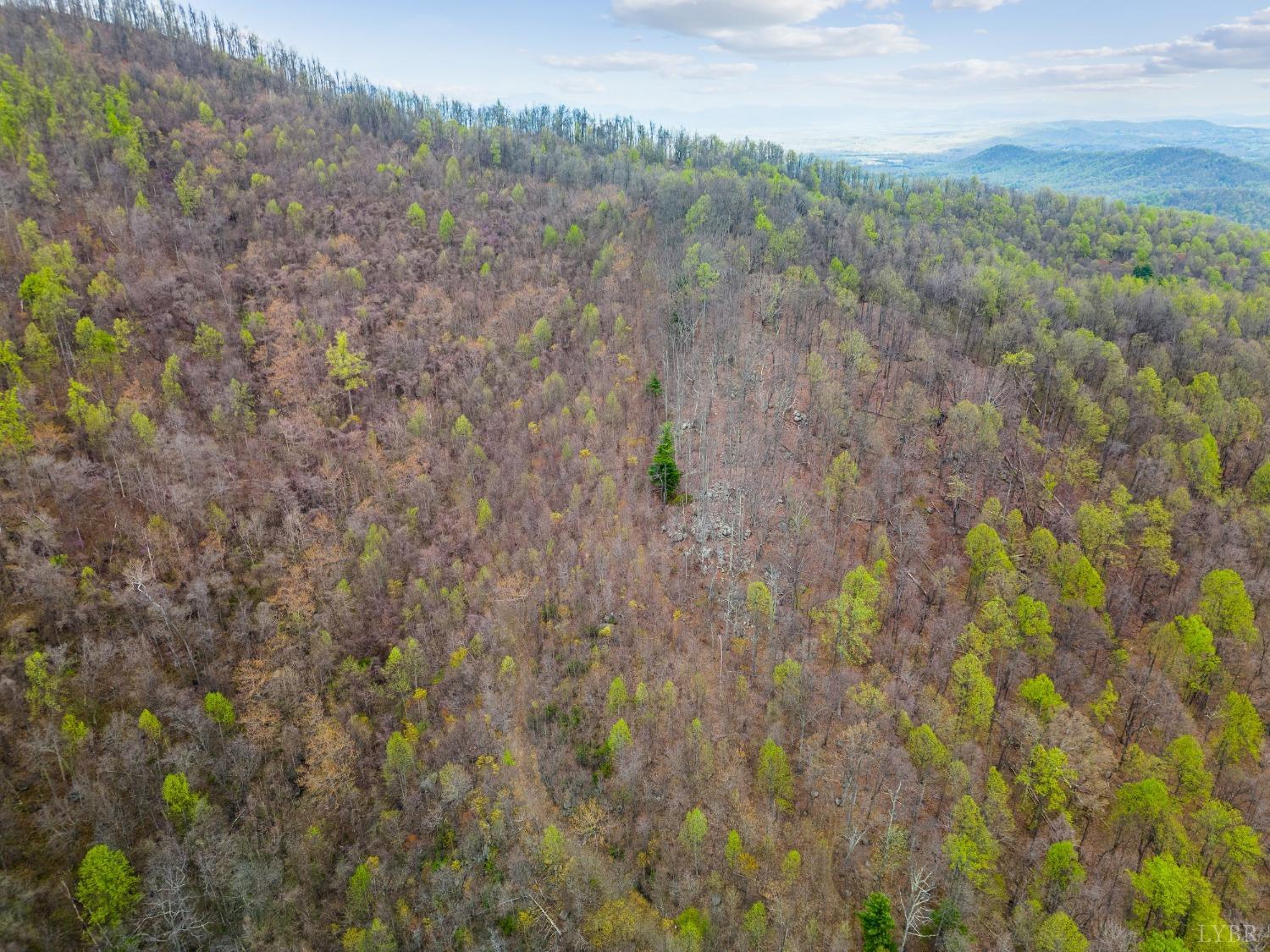 0 Wares Gap Road Monroe, VA 24574 - Photo 15 of 37 a view of a forest with trees in the background