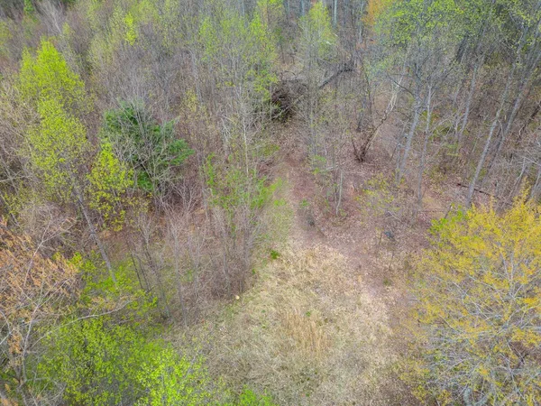 a view of a forest with large trees