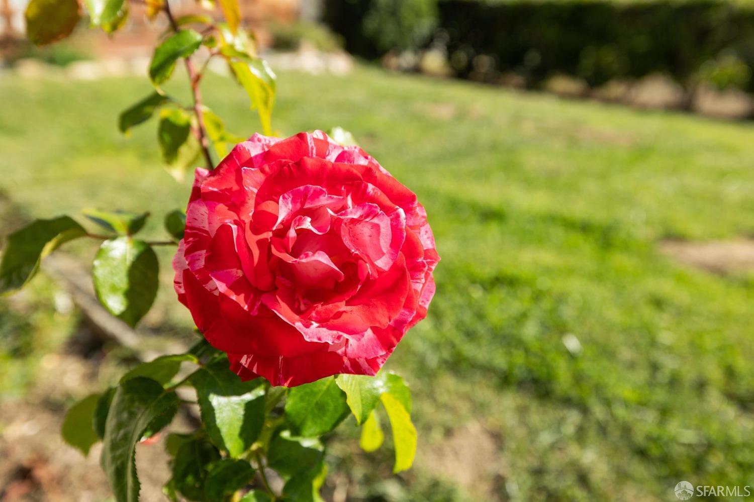 2521 Sherwood Drive San Bruno, CA 94066 - Photo 3 of 39 a view of a flower