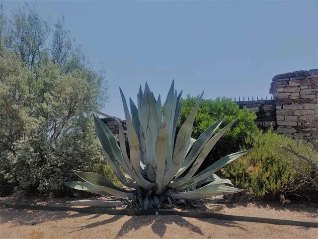 a view of a potted plant in front of a building