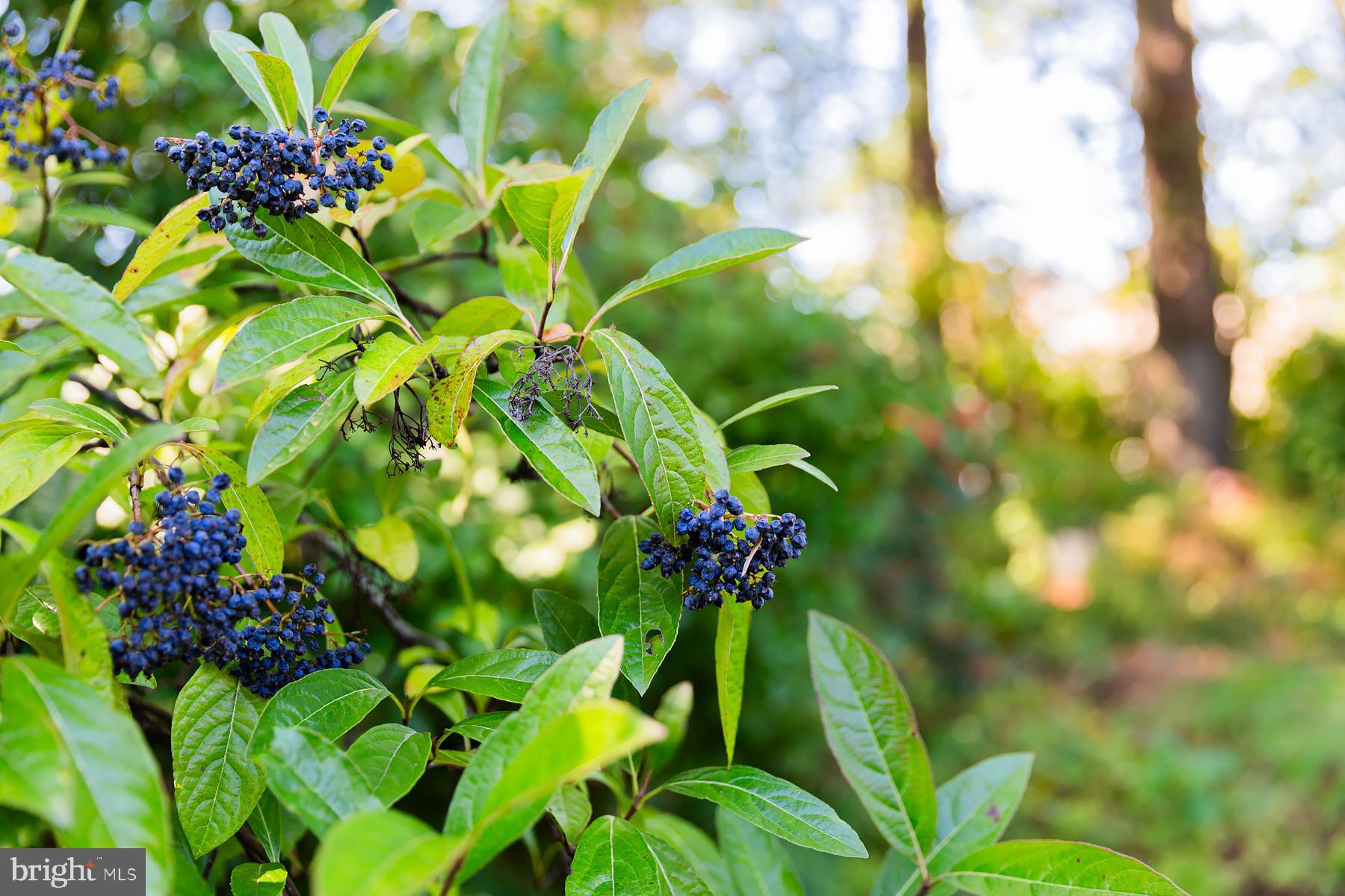 816 Tarpley Drive Lancaster, PA 17601 - Photo 92 of 110 a view of a flower