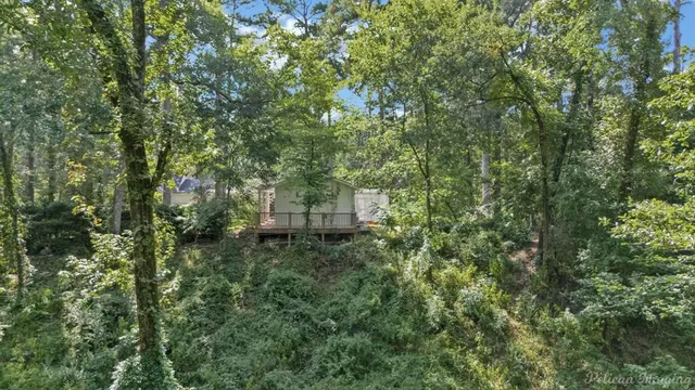 a view of a forest with a tree