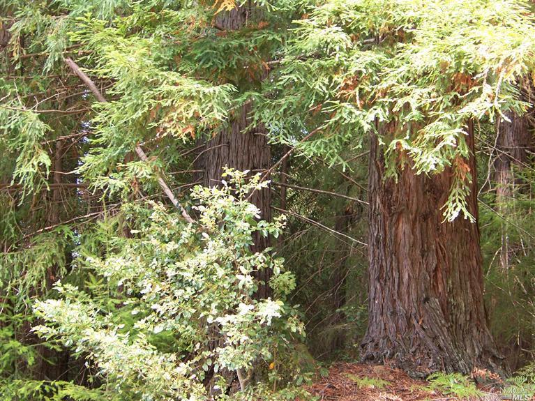 7400 Peachland Road Philo, CA 95466 - Photo 1 of 1 a view of a tree