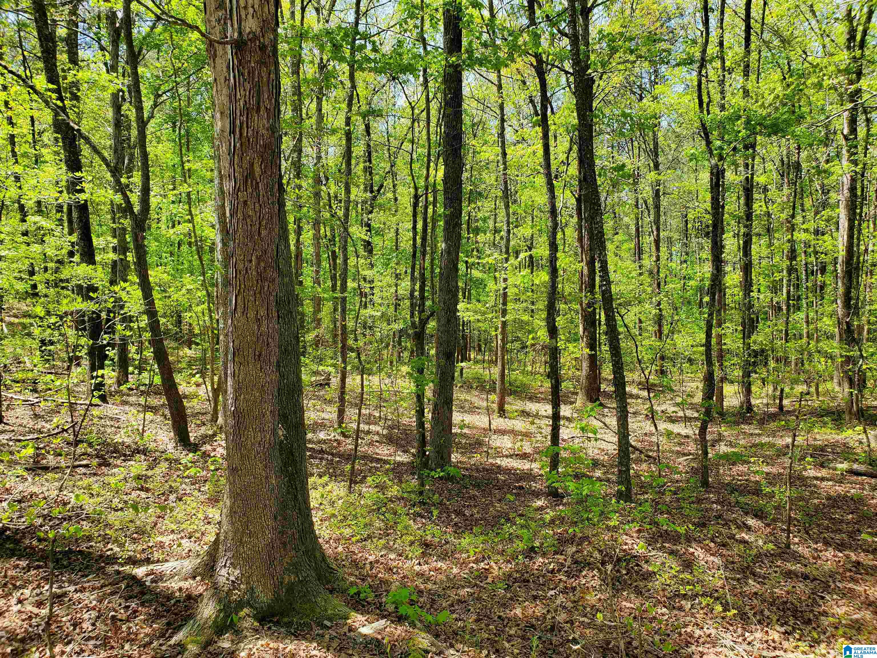31 County Road Ashville, AL 35953 - Photo 12 of 14