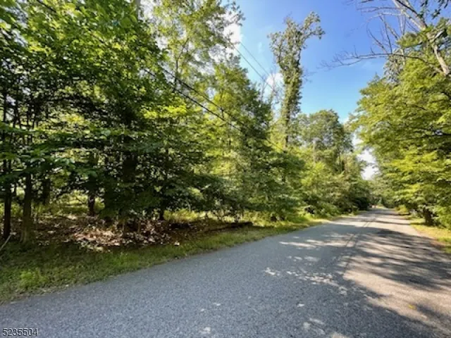 a view of a forest with trees in the background