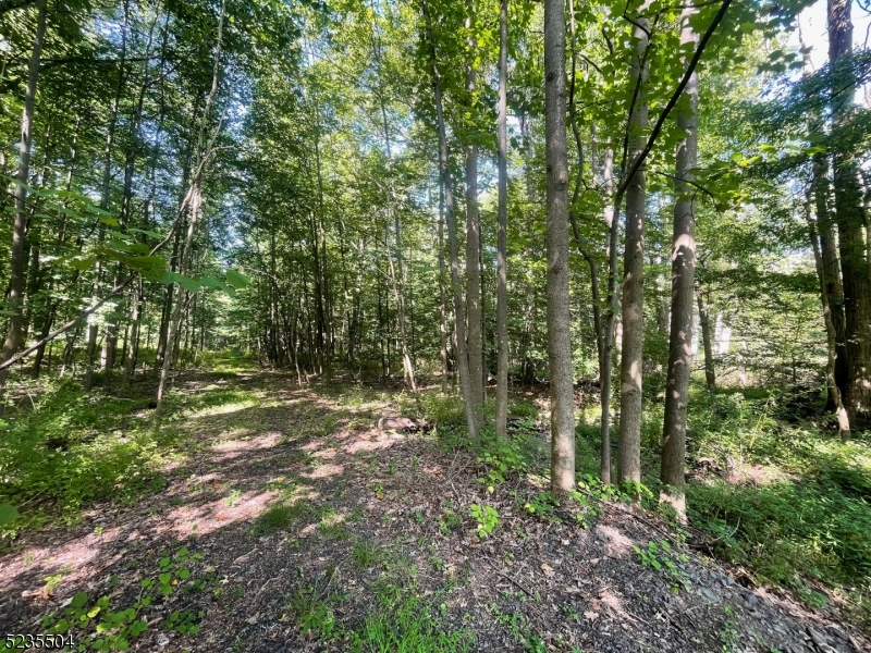 29 Elm Avenue Warren, NJ 07059 - Photo 16 of 17 a view of a forest with trees