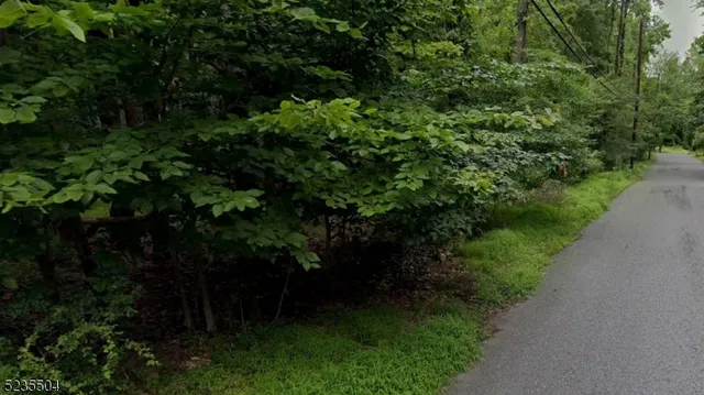 a view of a forest with a tree
