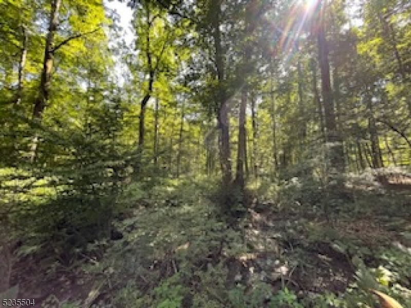 29 Elm Avenue Warren, NJ 07059 - Photo 7 of 17 a view of a forest with lush green forest