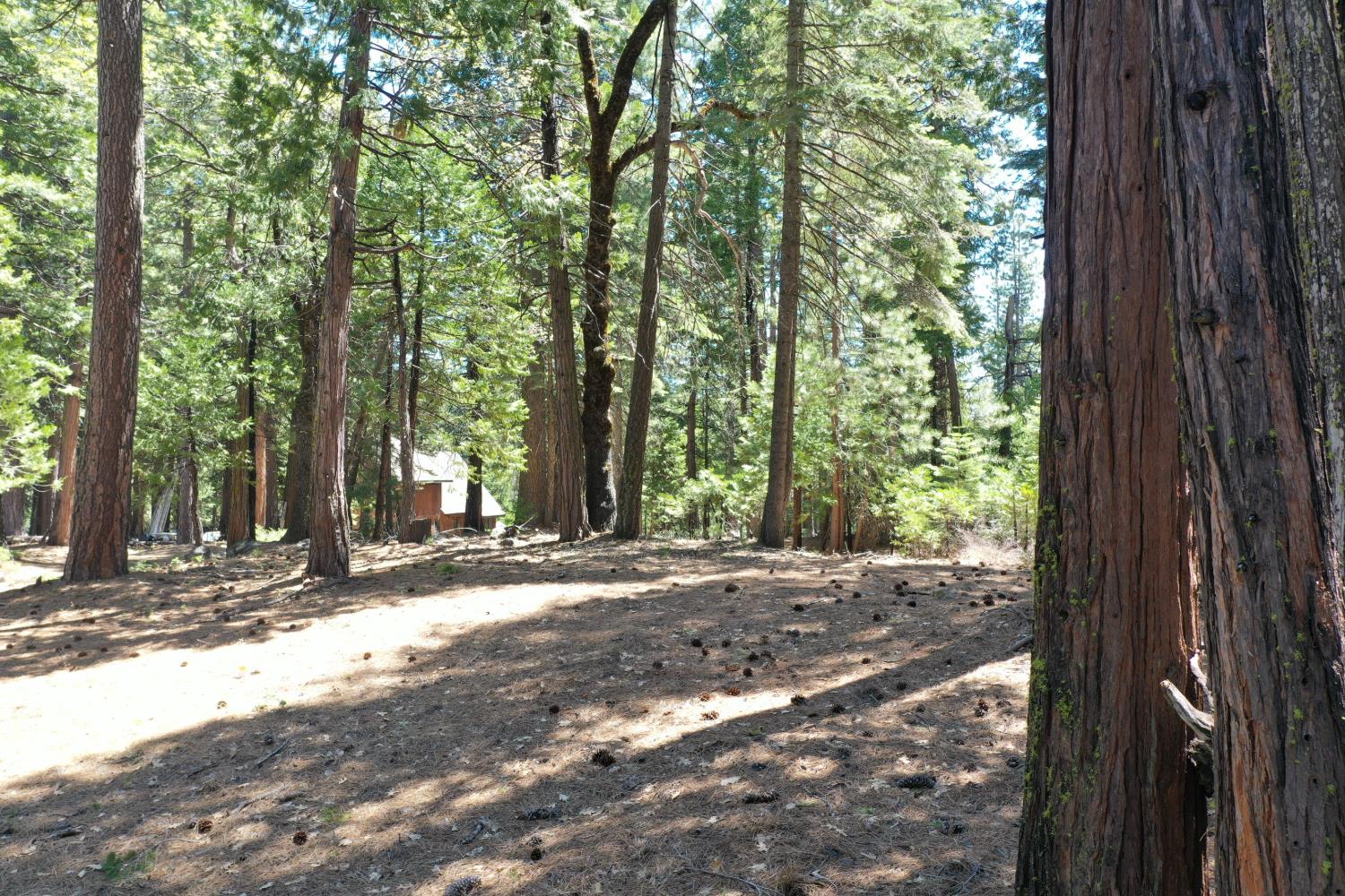 3112 Apache Road Arnold, CA 95223 - Photo 25 of 25 a view of a house with a tree in front