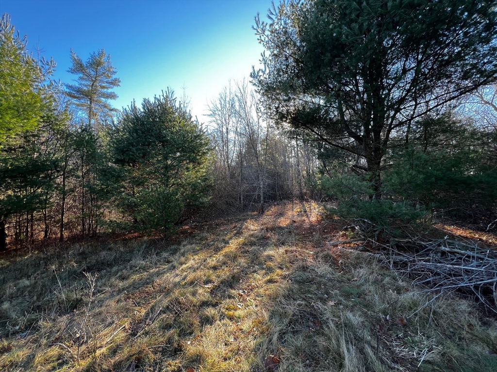 480 Wareham Street Middleboro, MA 02346 - Photo 5 of 11 a view of a yard with plants and large trees