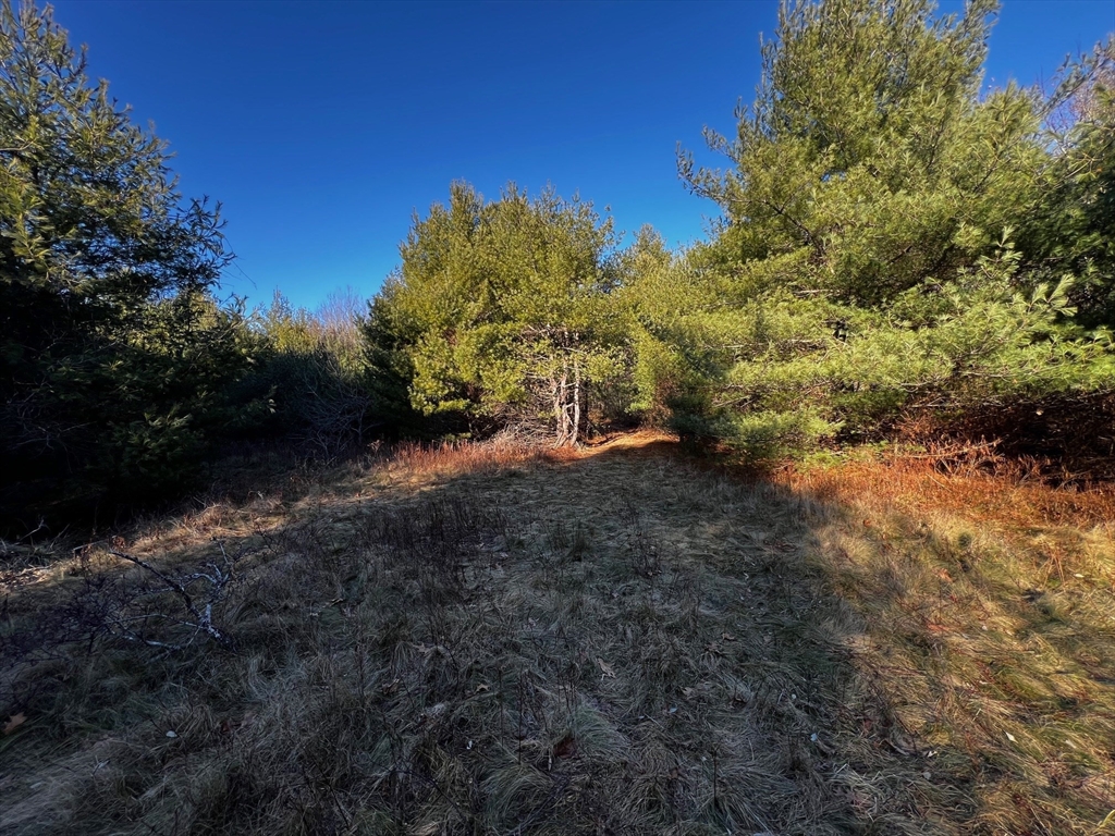 480 Wareham Street Middleboro, MA 02346 - Photo 6 of 11 a view of a forest with trees in the background