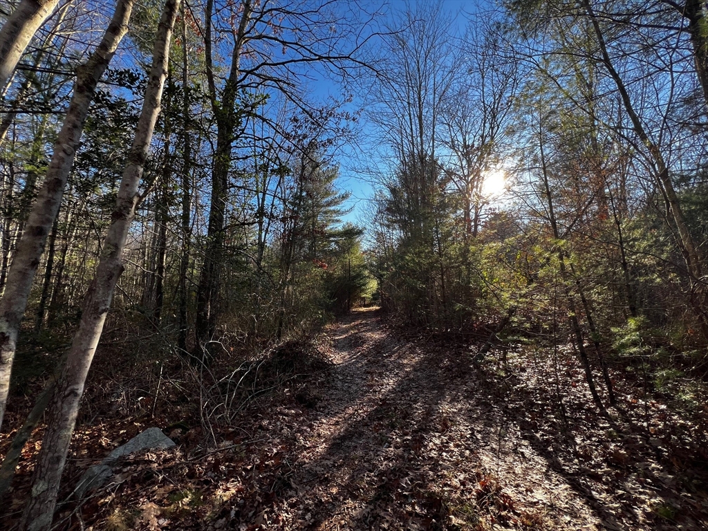 480 Wareham Street Middleboro, MA 02346 - Photo 9 of 11 a view of a forest with lots of trees