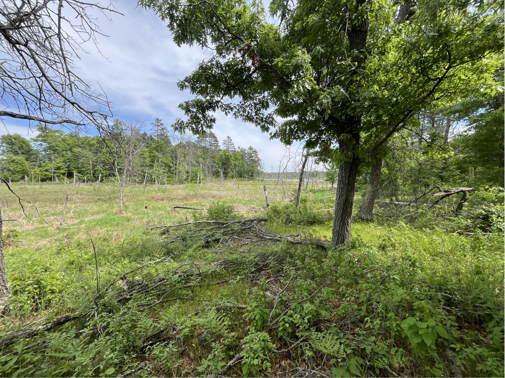 13384 Sorenson Lake Road Merrifield, MN 56465 - Photo 43 of 45