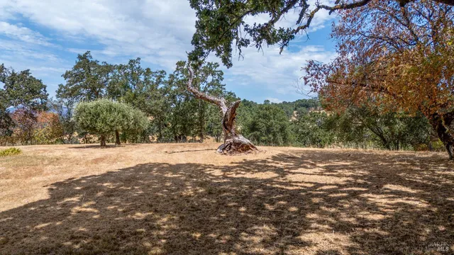 a view of dirt yard with a large tree