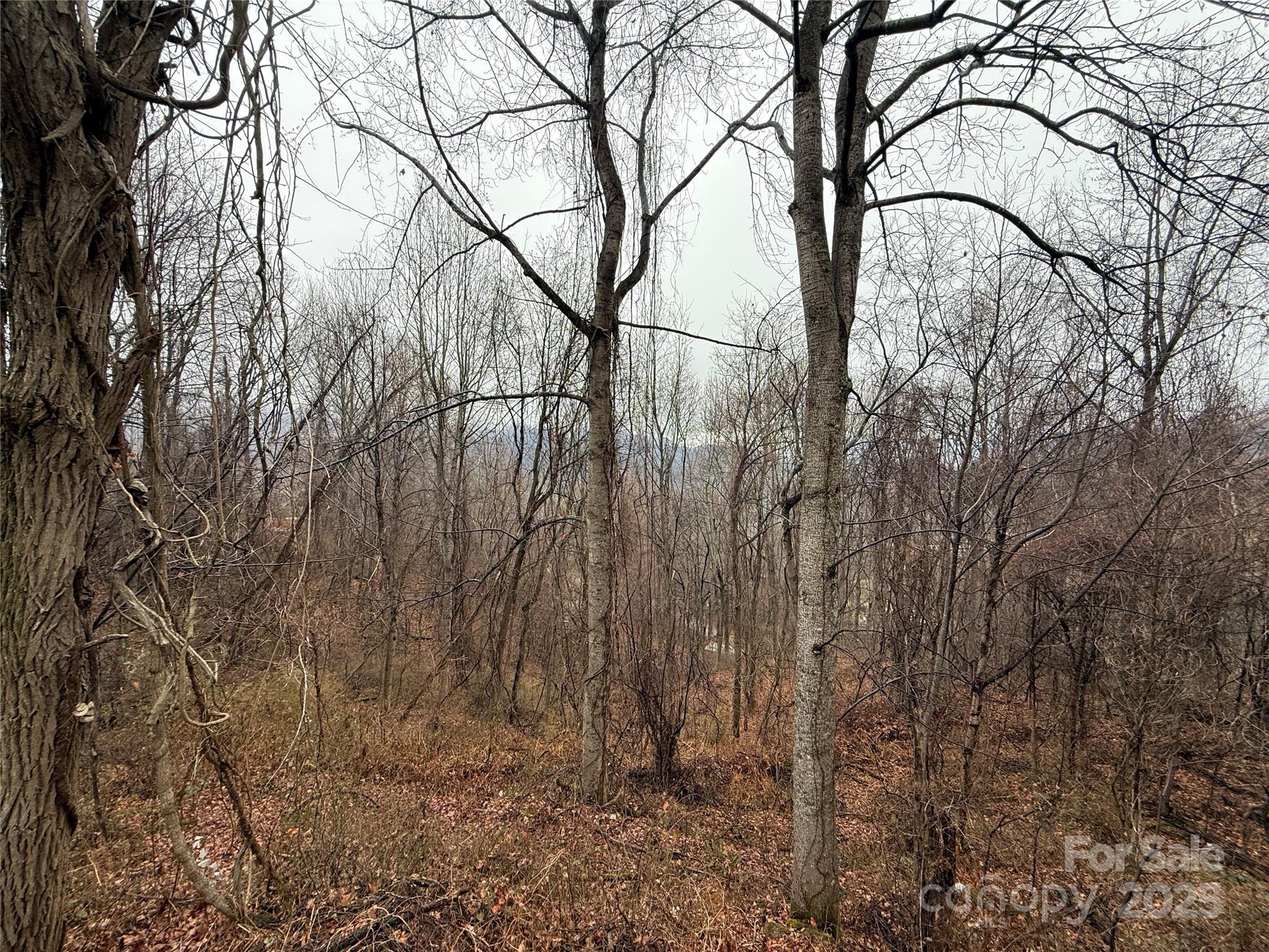 201 Mountain Vista Road Canton, NC 28716 - Photo 21 of 21 a backyard of a house with lots of trees