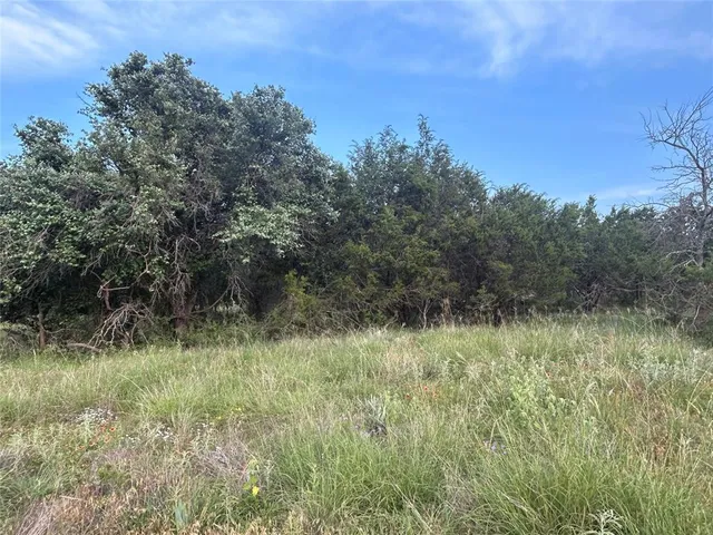 a view of a lush green forest