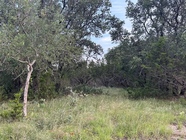a view of a lush green forest with lots of trees