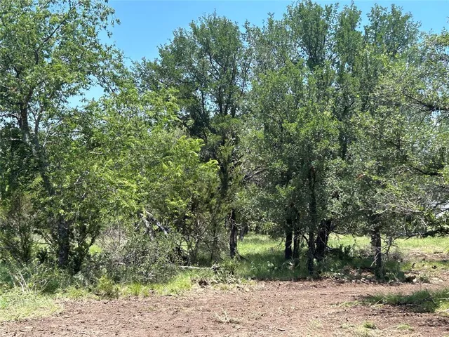 a view of a forest filled with trees