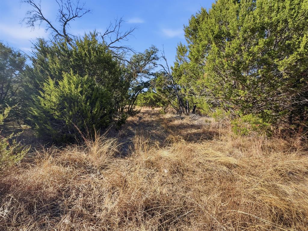 424 Hamilton Tx 76531 Hamilton, TX 76531 - Photo 4 of 8 a view of a tree in a yard