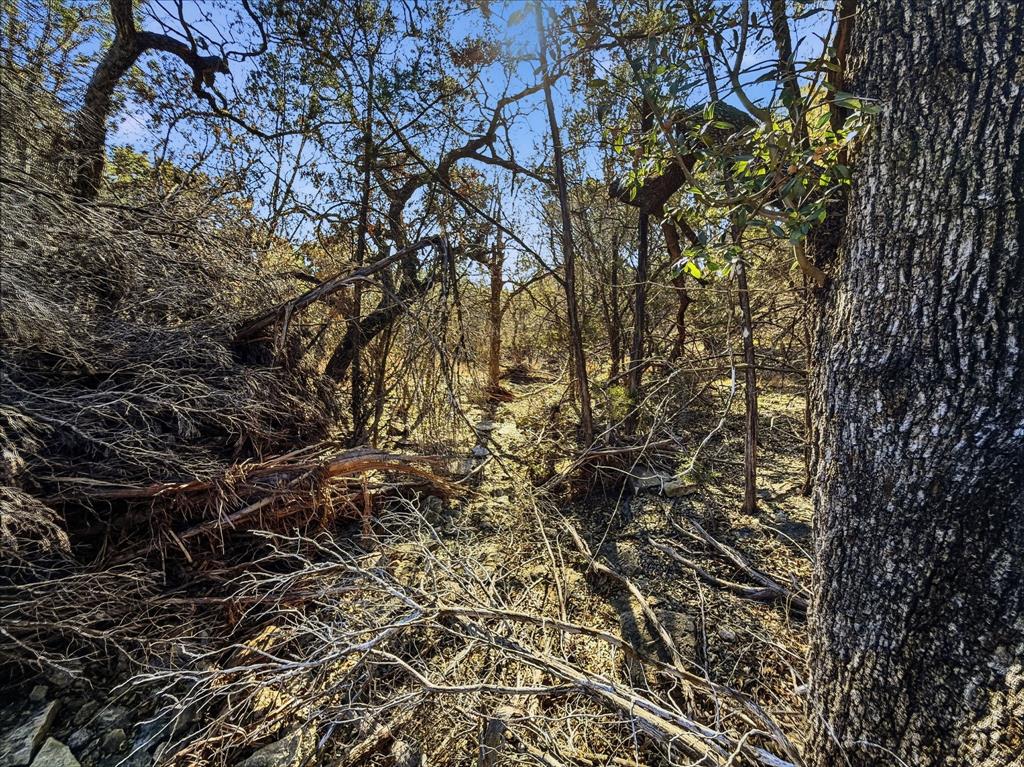424 Hamilton Tx 76531 Hamilton, TX 76531 - Photo 7 of 8 a picture of a tree