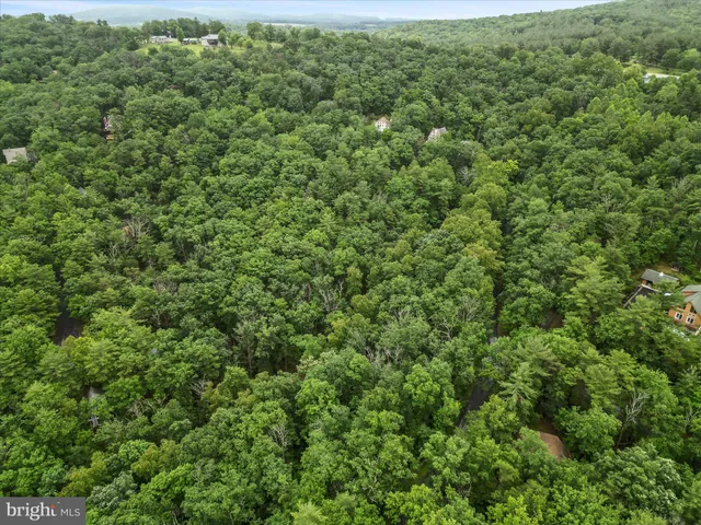 a view of a lush green forest