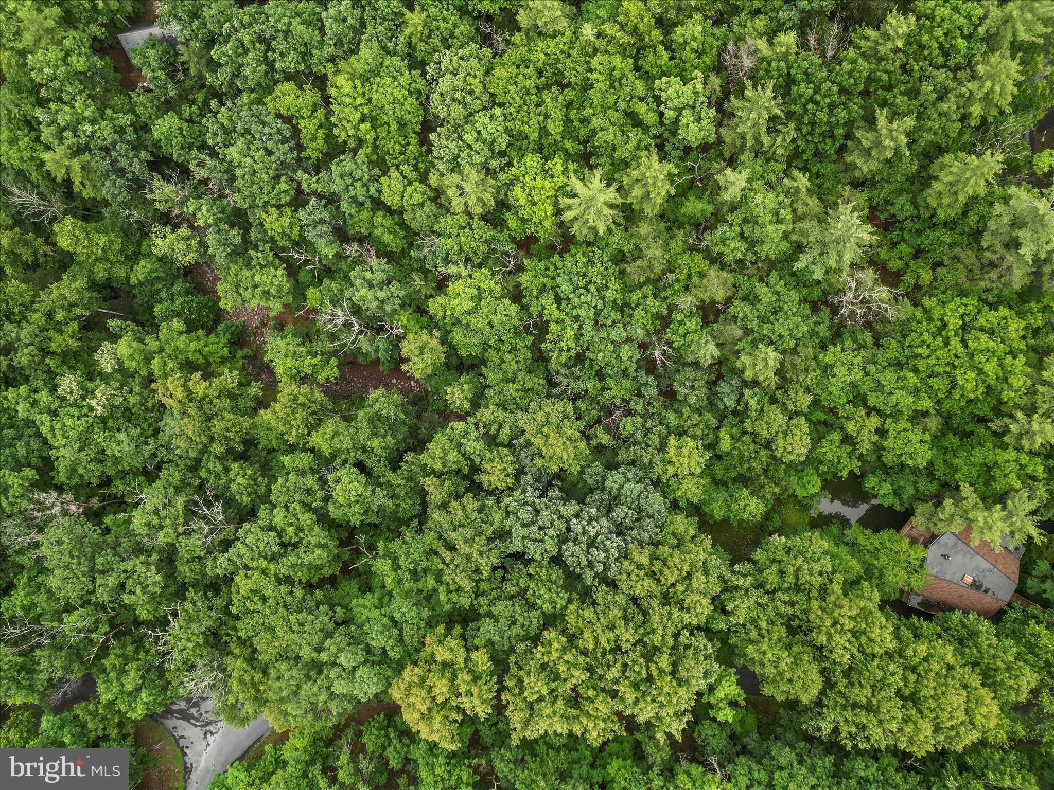 Valley View Road Mount Jackson, VA 22842 - Photo 14 of 17 a view of a lush green forest