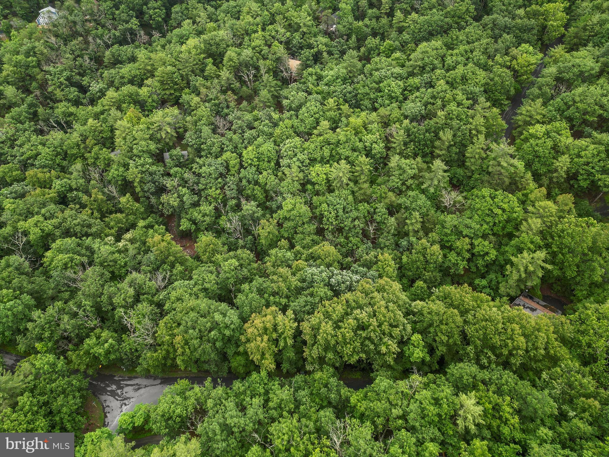 Valley View Road Mount Jackson, VA 22842 - Photo 15 of 17 a view of a lush green forest
