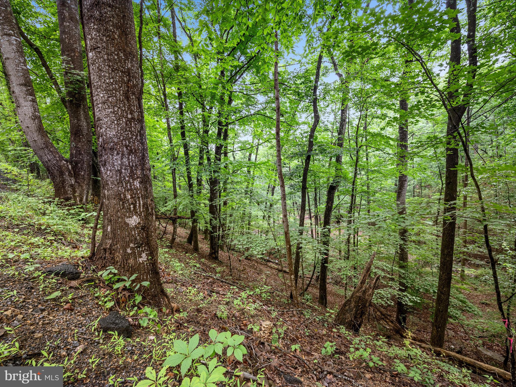 Valley View Road Mount Jackson, VA 22842 - Photo 3 of 17 a view of a forest