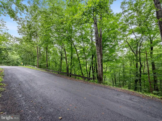 a view of a forest with trees