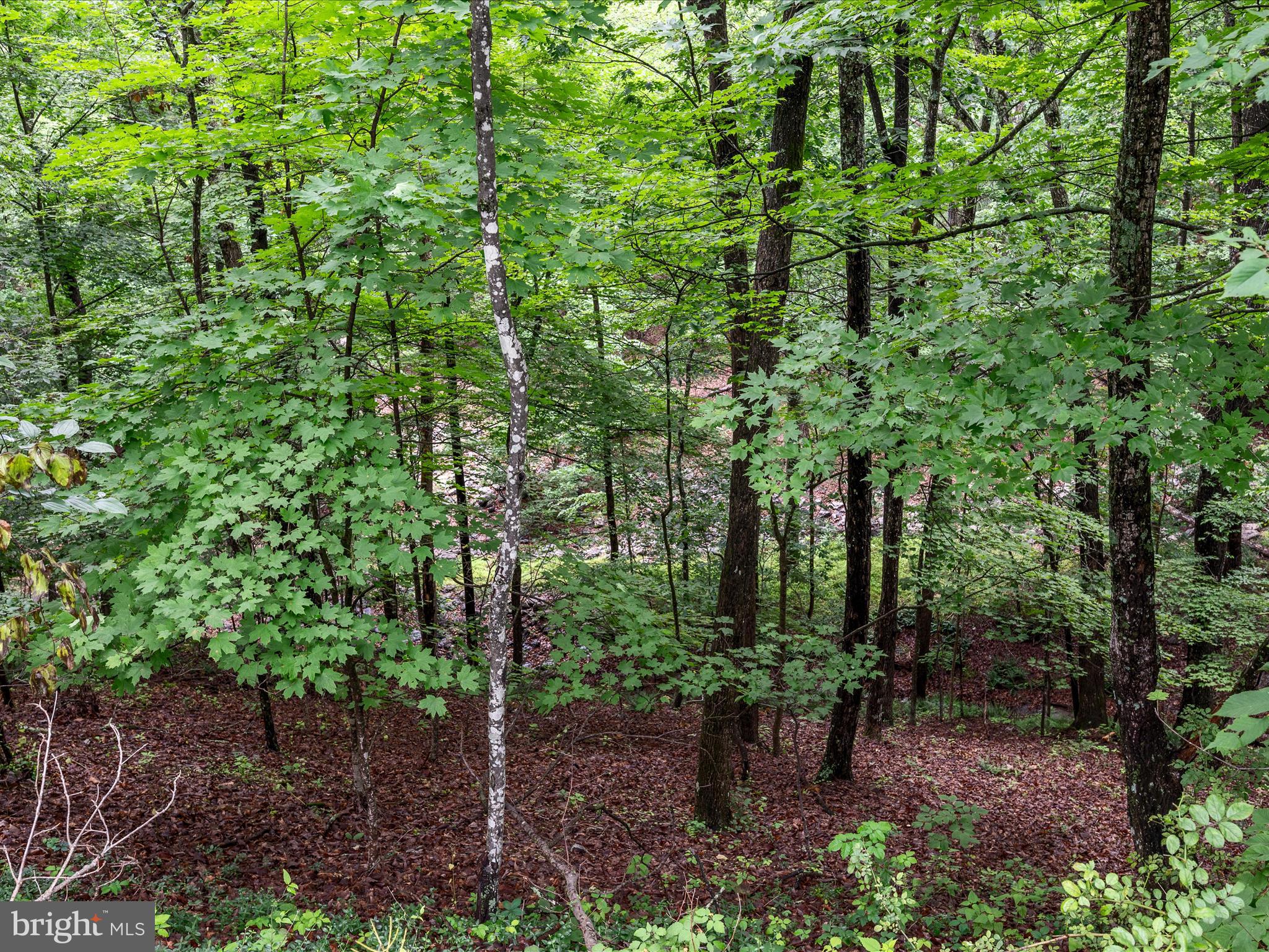 Valley View Road Mount Jackson, VA 22842 - Photo 5 of 17 a view of outdoor space and garden