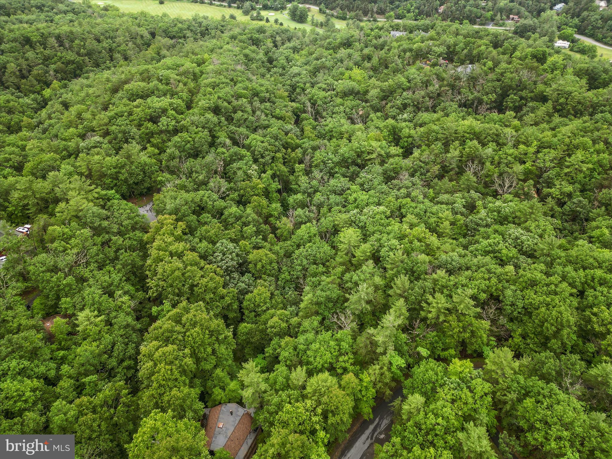 Valley View Road Mount Jackson, VA 22842 - Photo 9 of 17 a close up of a lush green forest
