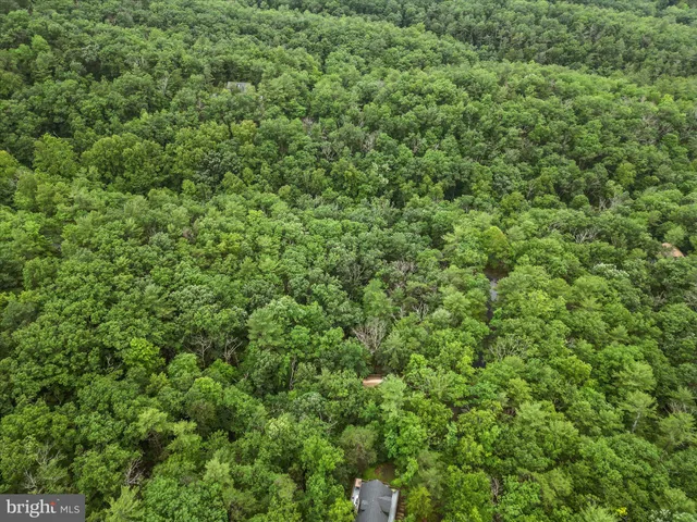 a view of a lush green forest