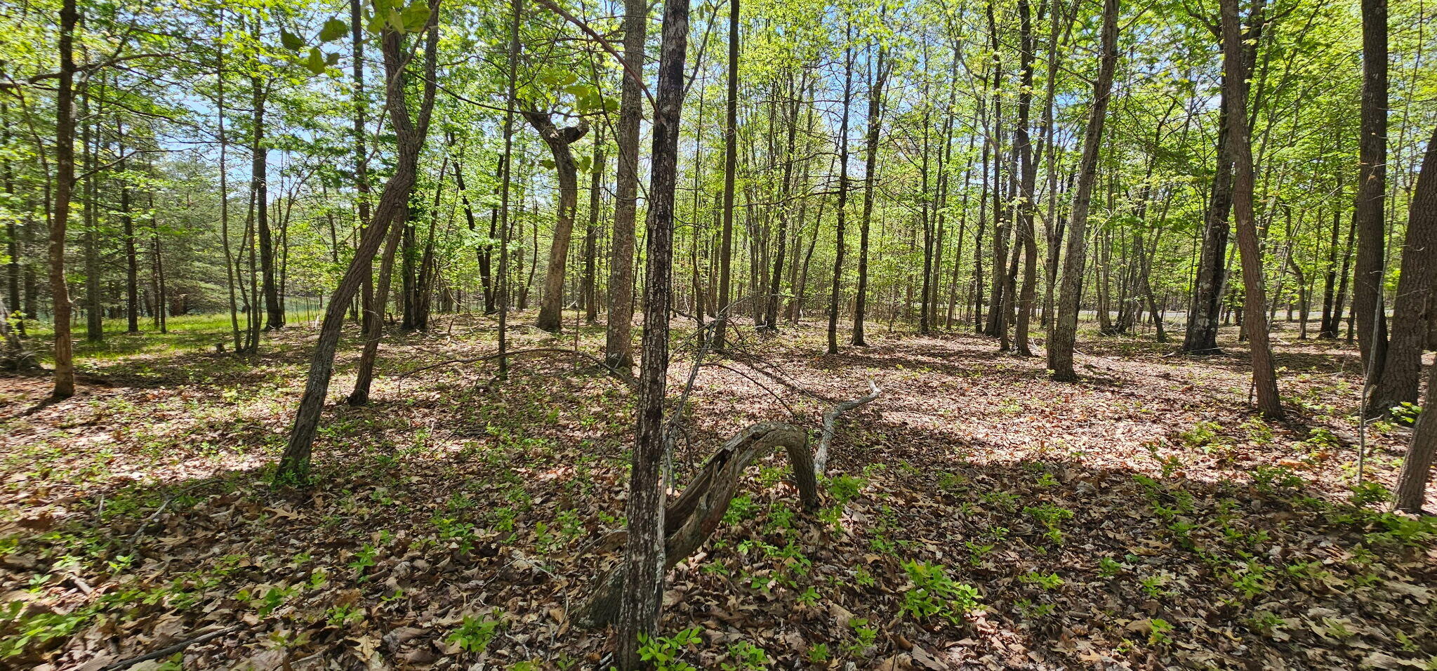 100 Bluff View Drive Dunlap, TN 37327 - Photo 23 of 28 20260421_133459