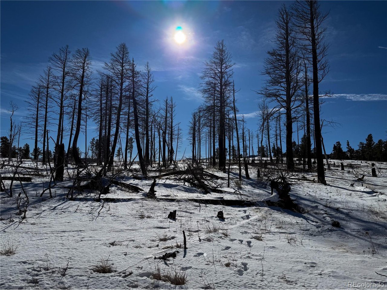 591 Leslie Loop Fort Garland, CO 81133 - Photo 6 of 10 a view of outdoor space with lots of trees