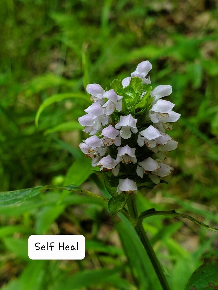 135 Andrews Road Corinth, ME 04427 - Photo 32 of 35 Self Heal growing along the road
