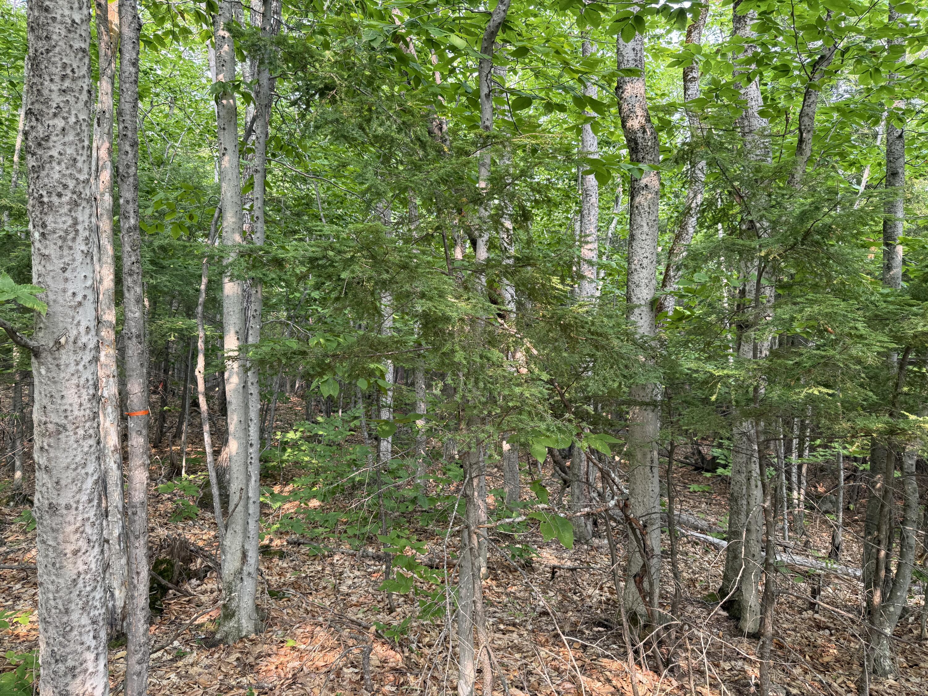 Lot 15-3b Sweden Road Bridgton, ME 04009 - Photo 7 of 8 Photo 6