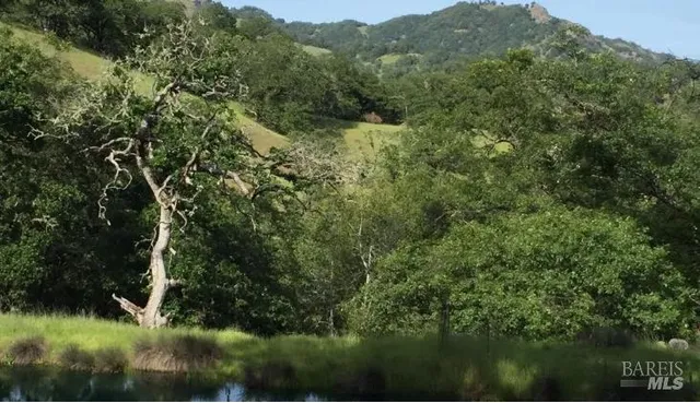 a view of a lush green forest with lots of trees