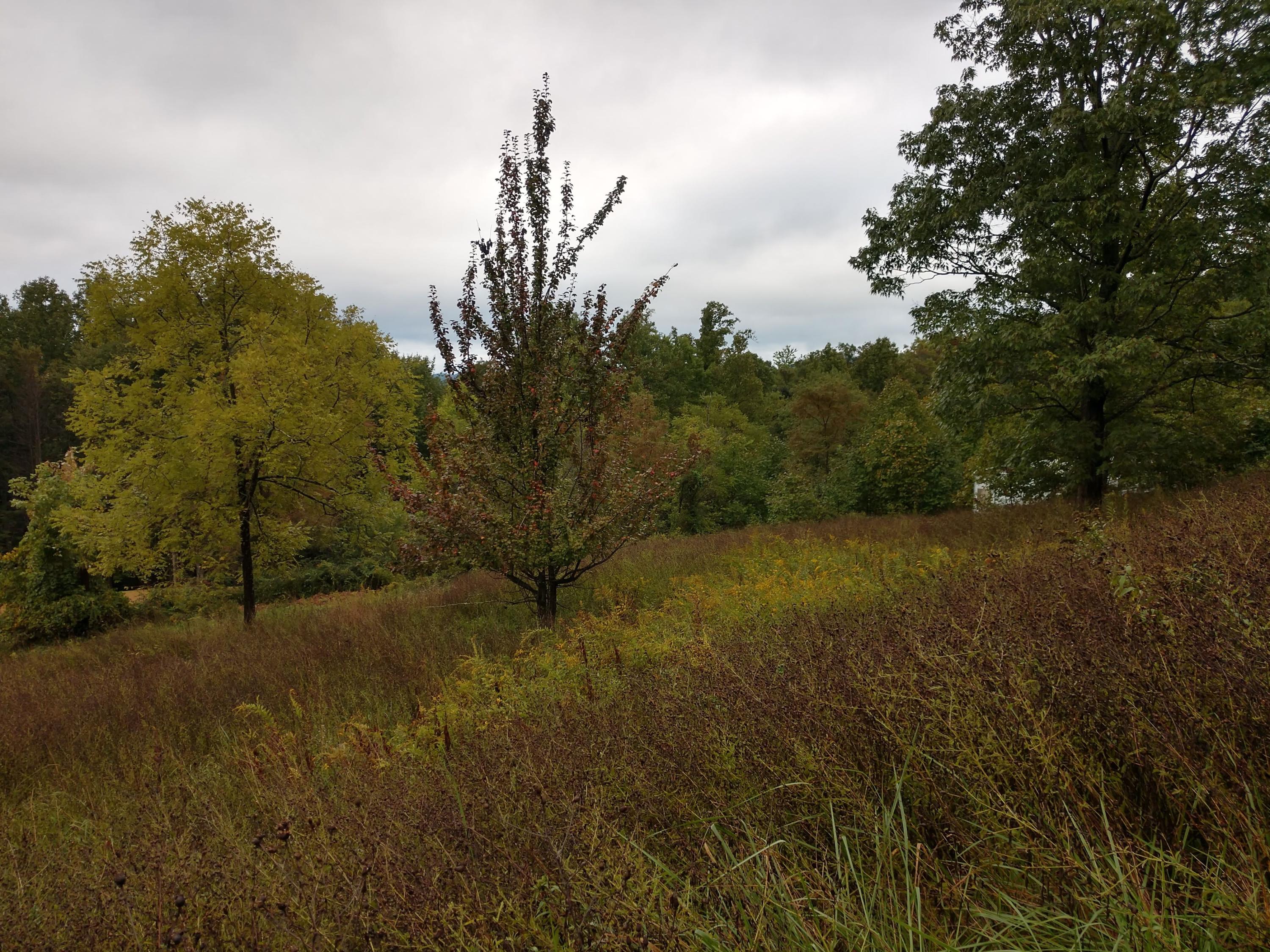 1090 Lexington Lane Riner, VA 24149 - Photo 2 of 12 a view of a field of grass and trees