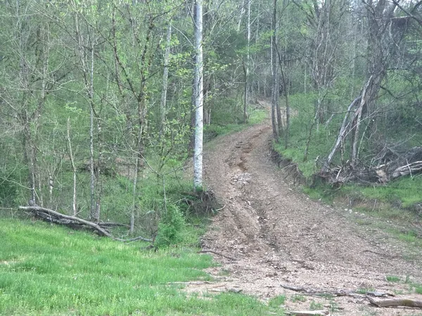 a view of a forest with trees