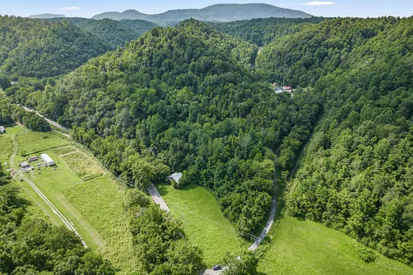 a view of a lush green forest with trees in the background