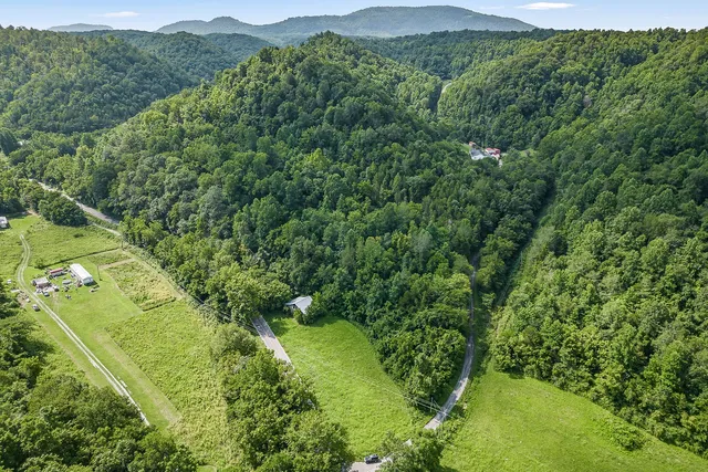 a view of a lush green forest with trees in the background