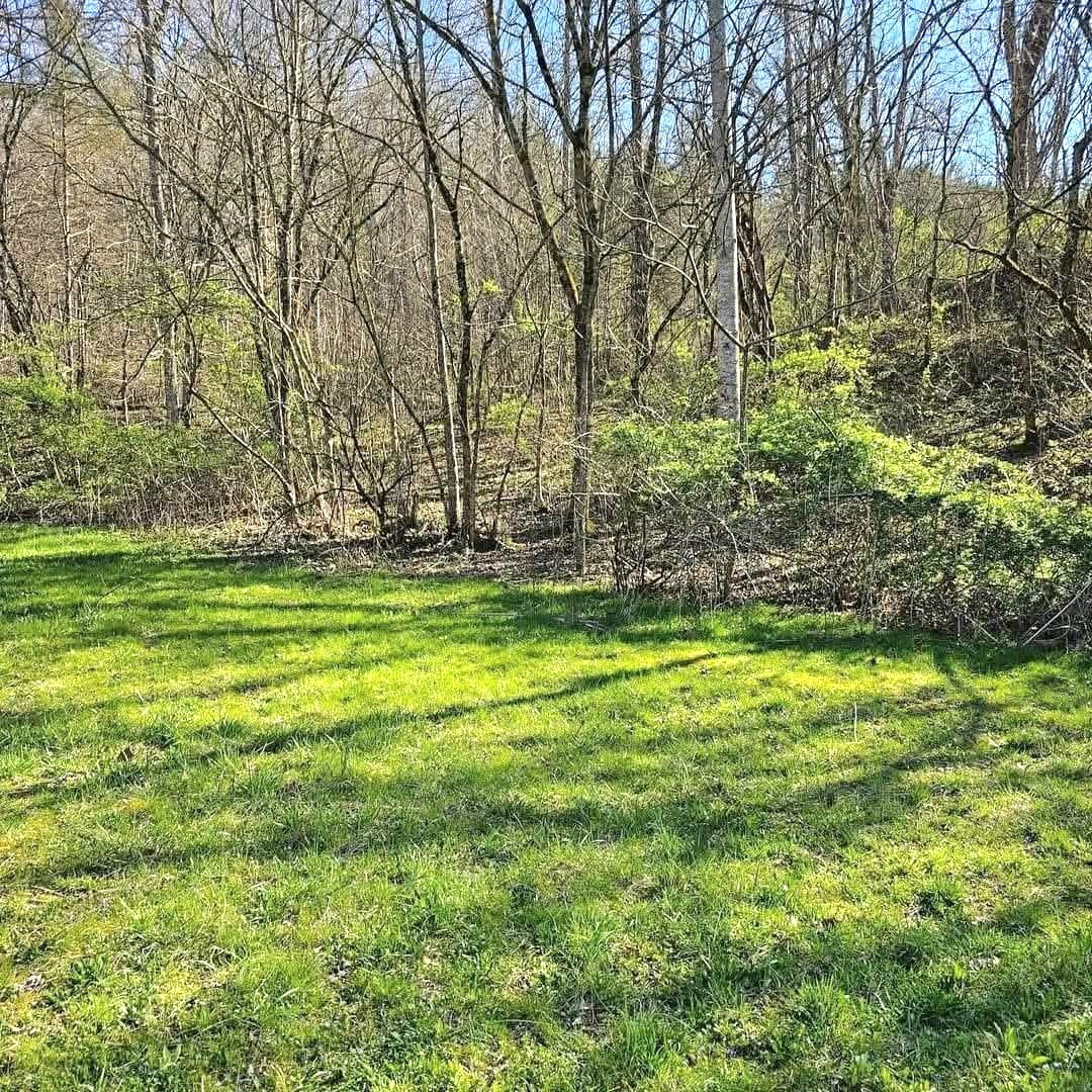 0 Big Hill Road Liberty, TN 37095 - Photo 4 of 14 a view of a yard with a tree